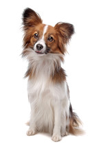 Papillon Or Butterfly Dog