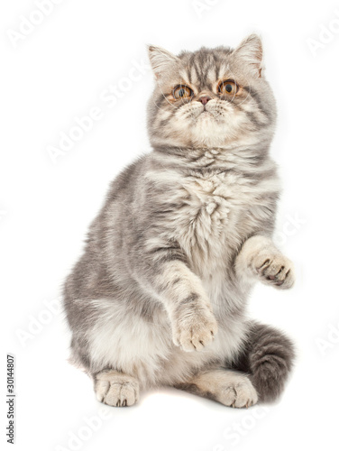 Exotic Short Haired Kitten Buy This Stock Photo And Explore