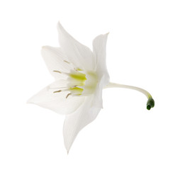 Wall Mural - Eucharis lily flower on the white background