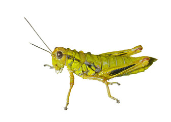 Wall Mural - Grasshopper with raindrops 3