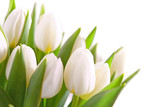 Fototapeta Tulipany - weiße tulpen