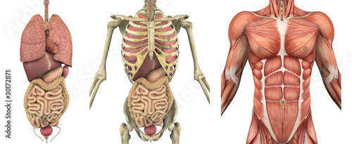 Naklejka na szybę Anatomiczny męski tors z narządami