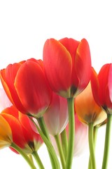 Poster - colorful tulips