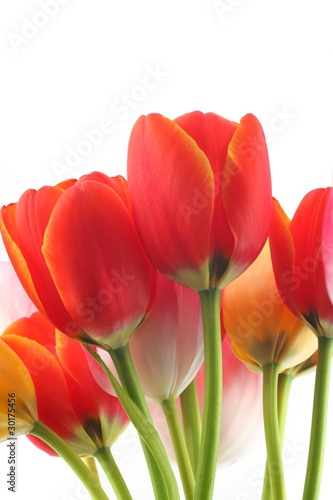 colorful tulips