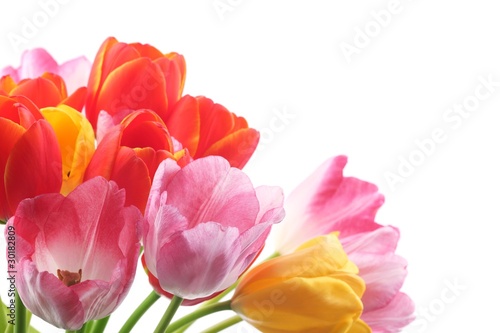 colorful tulips