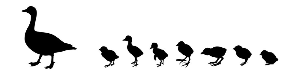 Wall Mural - silhouette duck with nestling on white background