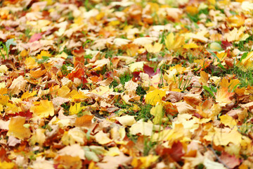 Canvas Print - autumn leaves close up