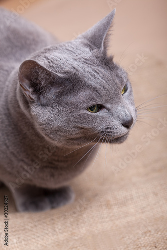 Russisch Blau Katze – kaufen Sie dieses Foto und finden Sie