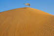 Kamel auf einer Wüstendüne