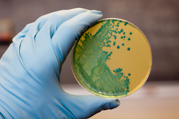 Listeria Bacteria