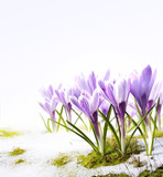 Art crocus flowers in the snow Thaw