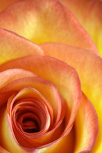 Orange And Yellow Rose Macro