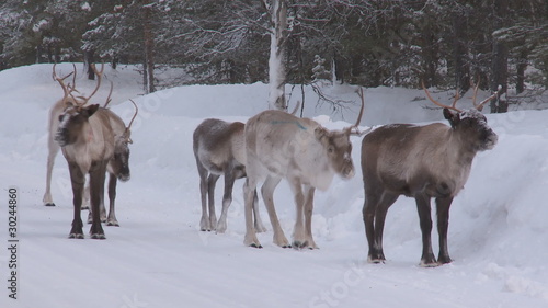 Fotografia rentiere in schweden