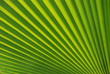 © Don Pixel - Tropisches Grün Blatt v Fächerpalme Detail
