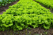 Green Leafy Vegetables Health Food.