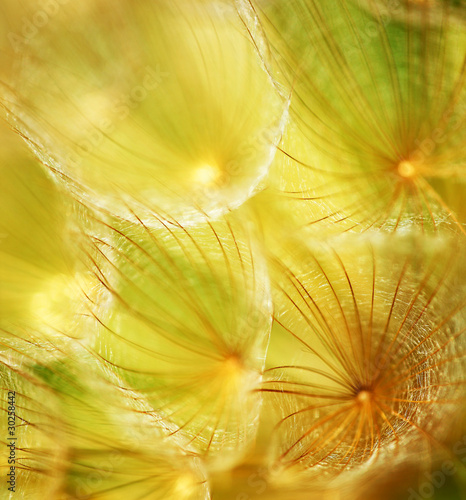 Naklejka na szybę Soft dandelion flower