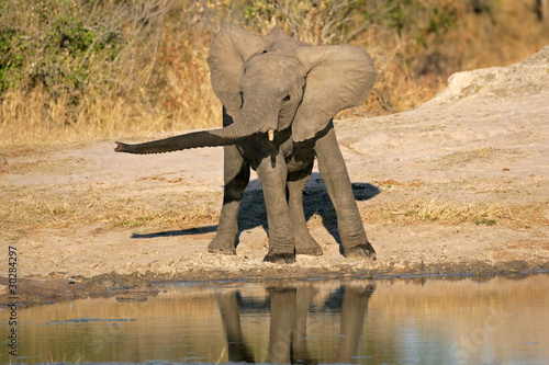 Tapeta ścienna Słoń afrykański w waterhole