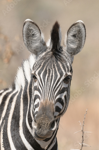 Obraz na płótnie canvas trzyczęściowy "tryptyk" Zebra