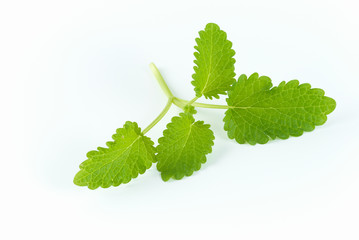 lemon balm