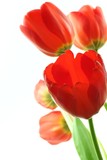 Fototapeta Tulipany - red tulips