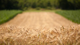 Fototapeta Krajobraz - summer wheat field