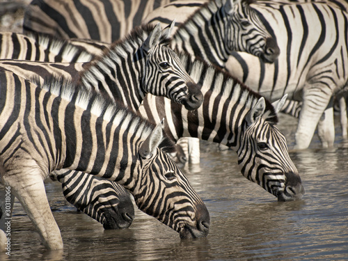 Obraz na płótnie canvas Zebra