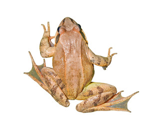 Poster - Frog (Rana dybowskii) 3