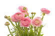 bunch of pale pink ranunculus (persian buttercup); isolated on w