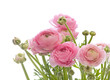 bunch of pale pink ranunculus (persian buttercup)