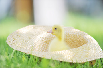 Wall Mural - fluffy  duckling