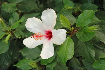 Canvas Print - Hibiskus