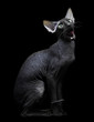 Young canadian sphynx cat sittingon on black background