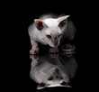 Young sphynx cat on black background