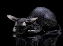 Young Canadian Sphynx Cat Lying On The Mirror On Black Backgroun