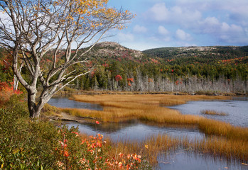 Wall Mural - Seal Cove Pond Acadia National Park Maine