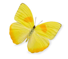 Wall Mural - Yellow butterfly isolated on white