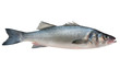 Seabass, Dicentrarchus labrax. Isolated on the white background