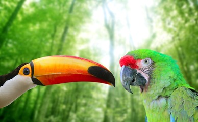 Toco toucan and Military Macaw Green parrot