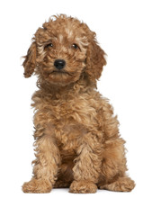 Poodle Puppy, 2 Months Old, Sitting In Front Of White Background