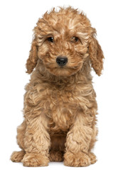 Poodle puppy, 2 months old, sitting in front of white background