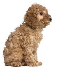Fototapete - Poodle puppy, 2 months old, sitting in front of white background