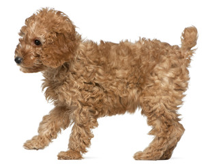 Wall Mural - Poodle puppy, 2 months old, standing