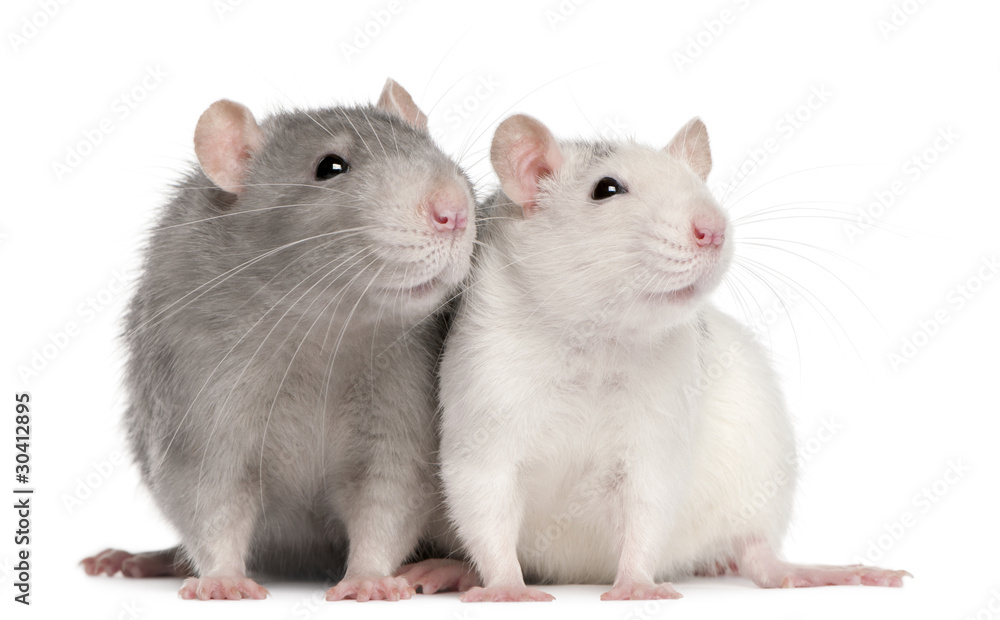 Two rats, 12 months old, in front of white background - obrazy, fototapety, plakaty 