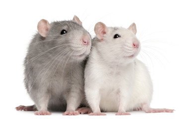 Wall Mural - Two rats, 12 months old, in front of white background