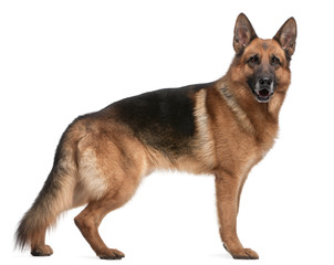 Wall Mural - German Shepherd, 5 years old, in front of white background