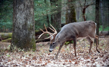 Whitetail Deer Buck Walking In The Woods