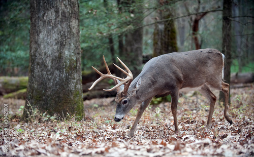 Fotoboard na płycie Whitetail jelenie buck spaceru w lesie
