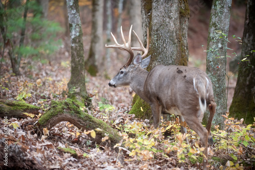 Obraz na płótnie canvas trzyczęściowy "tryptyk" Whitetail jelenie buck spaceru w lesie