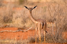 Gerenuk, Tsavo East National Park