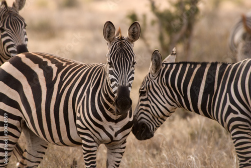 Obraz na płótnie canvas Zebra, tsavo wschodni park narodowy
